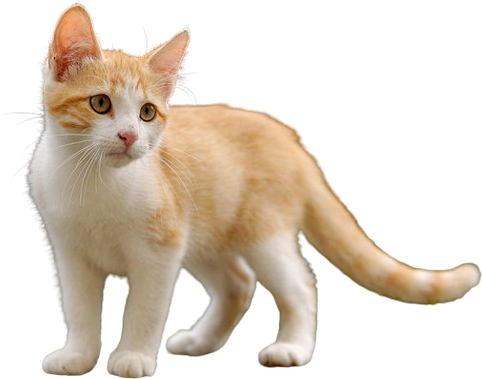 Gato Pet Vital Cats
