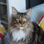 Maine Coon: el gigante gentil que conquista los hogares peruanos