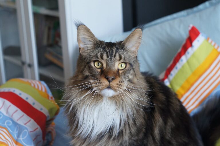 Maine Coon: el gigante gentil que conquista los hogares peruanos