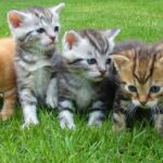 Cómo elegir la raza de gato ideal para tu familia