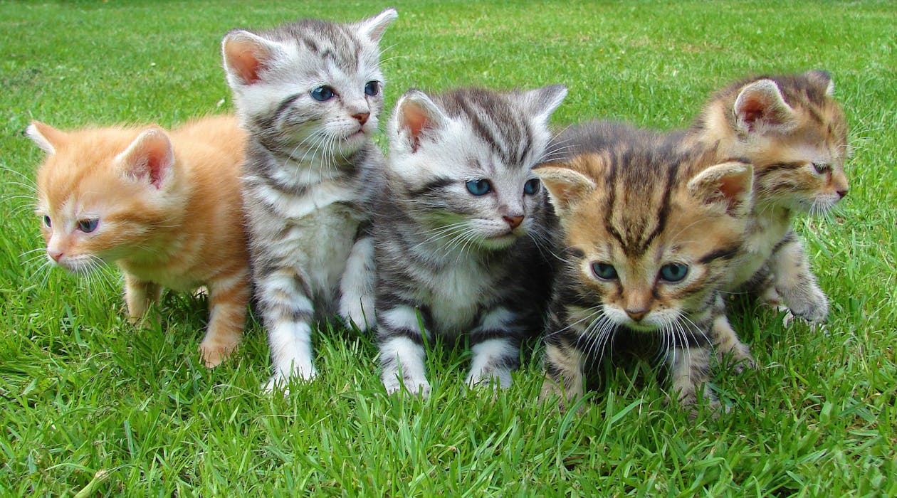 Cómo elegir la raza de gato ideal para tu familia