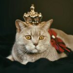 Como socializar a tu gatito: comportamiento desde el primer dia