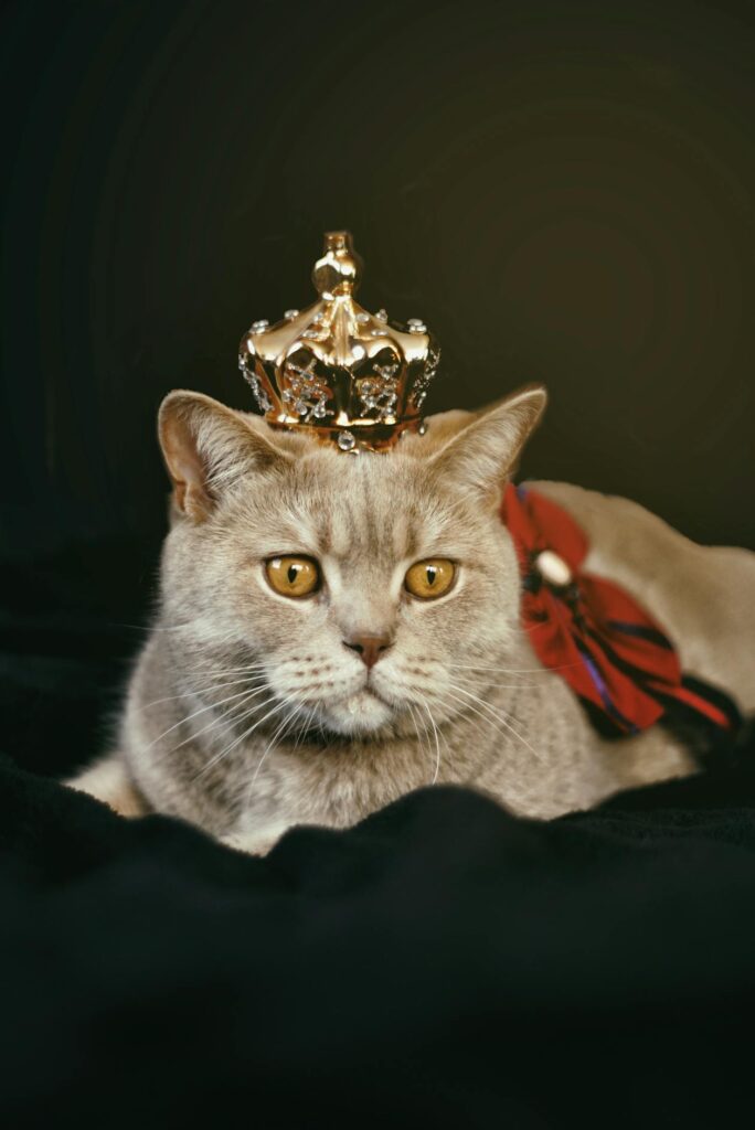 Como socializar a tu gatito: comportamiento desde el primer dia