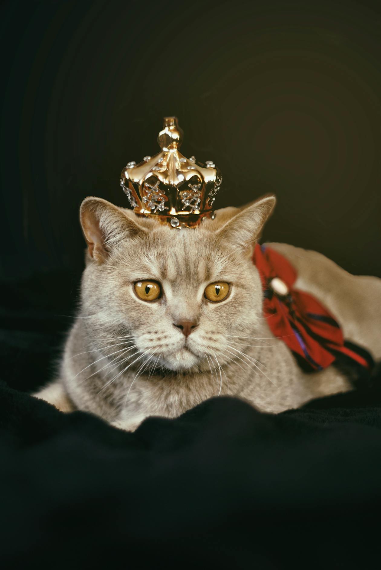 Como socializar a tu gatito: comportamiento desde el primer dia