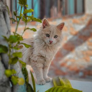 Gatito Angora Macho