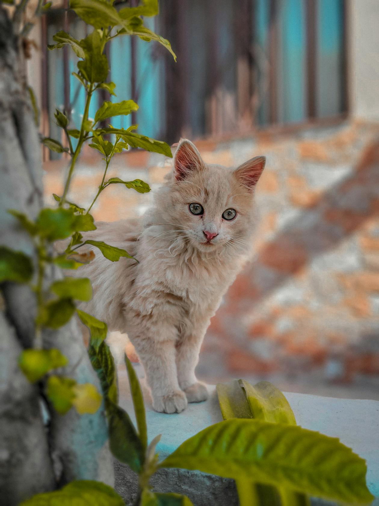 Gatito Angora Hembra miniatura 1