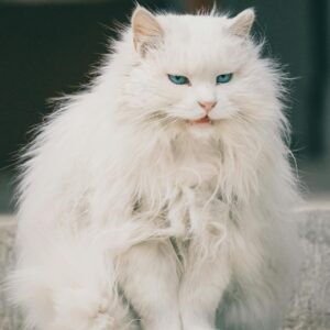 Gatito Persa Hembra