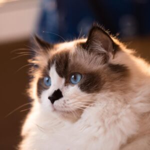 Gatito Ragdoll Macho