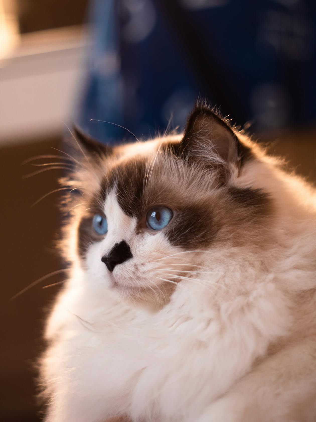 Gatito Ragdoll Macho miniatura 1