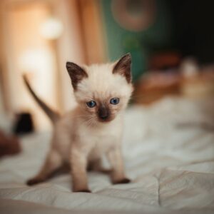 Gatito Siames Hembra