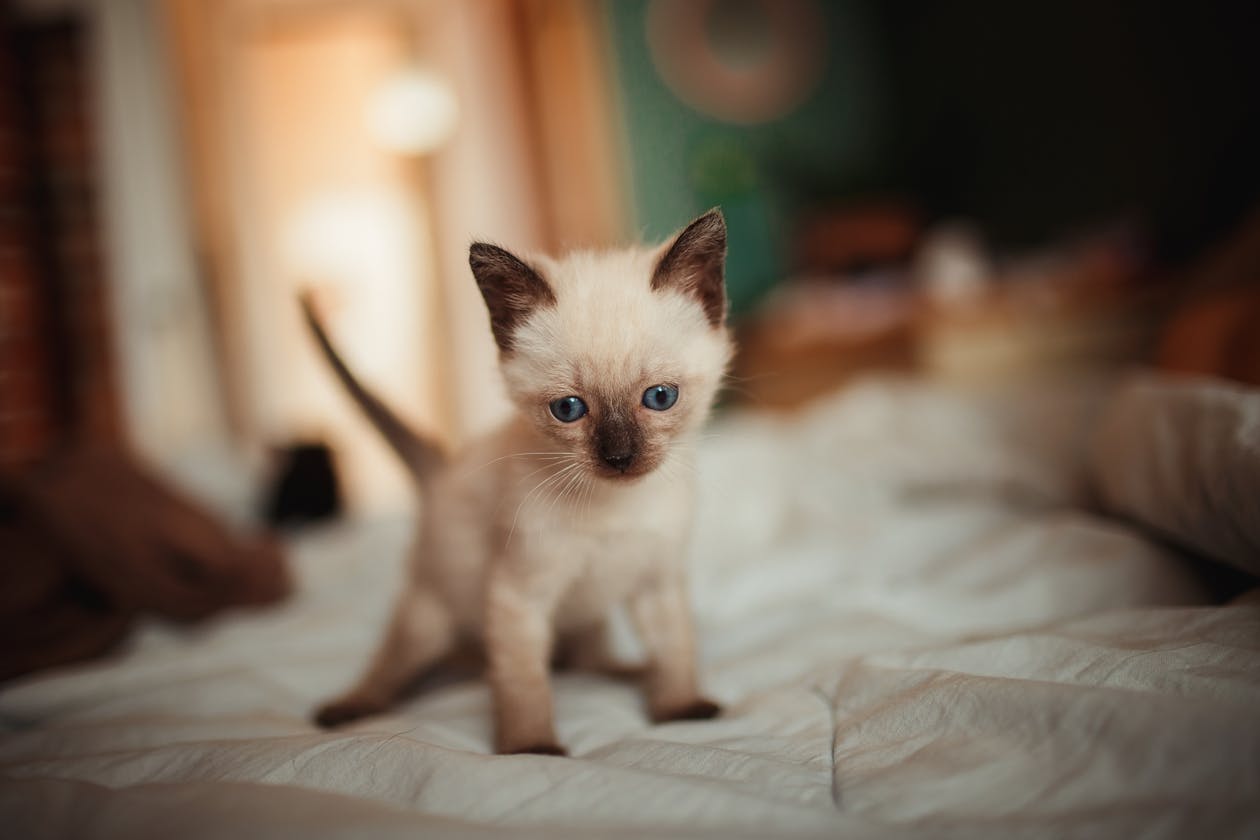 Gatito Angora Hembra miniatura 2